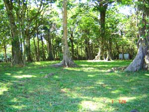 A woodsy area in El Bosque.